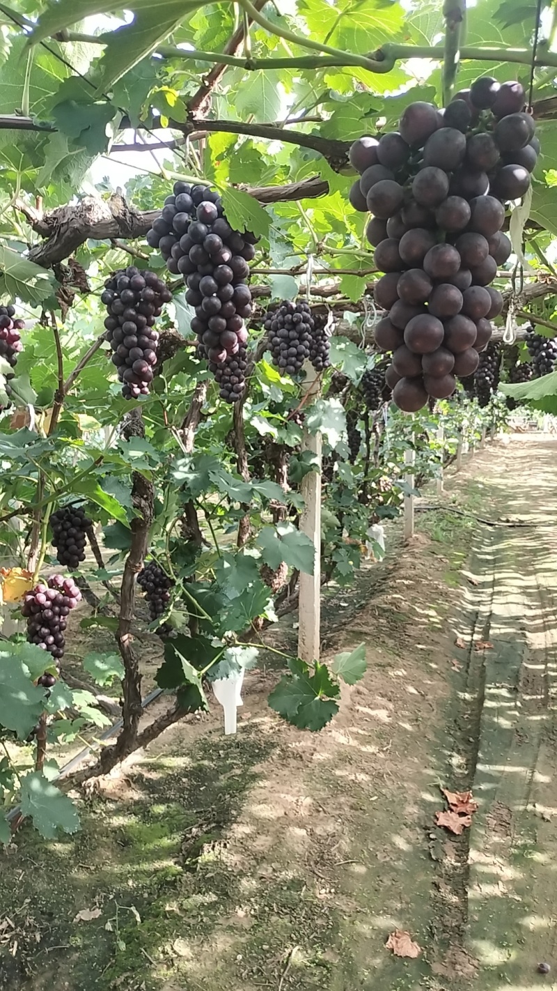 辽宁营口巨峰葡萄