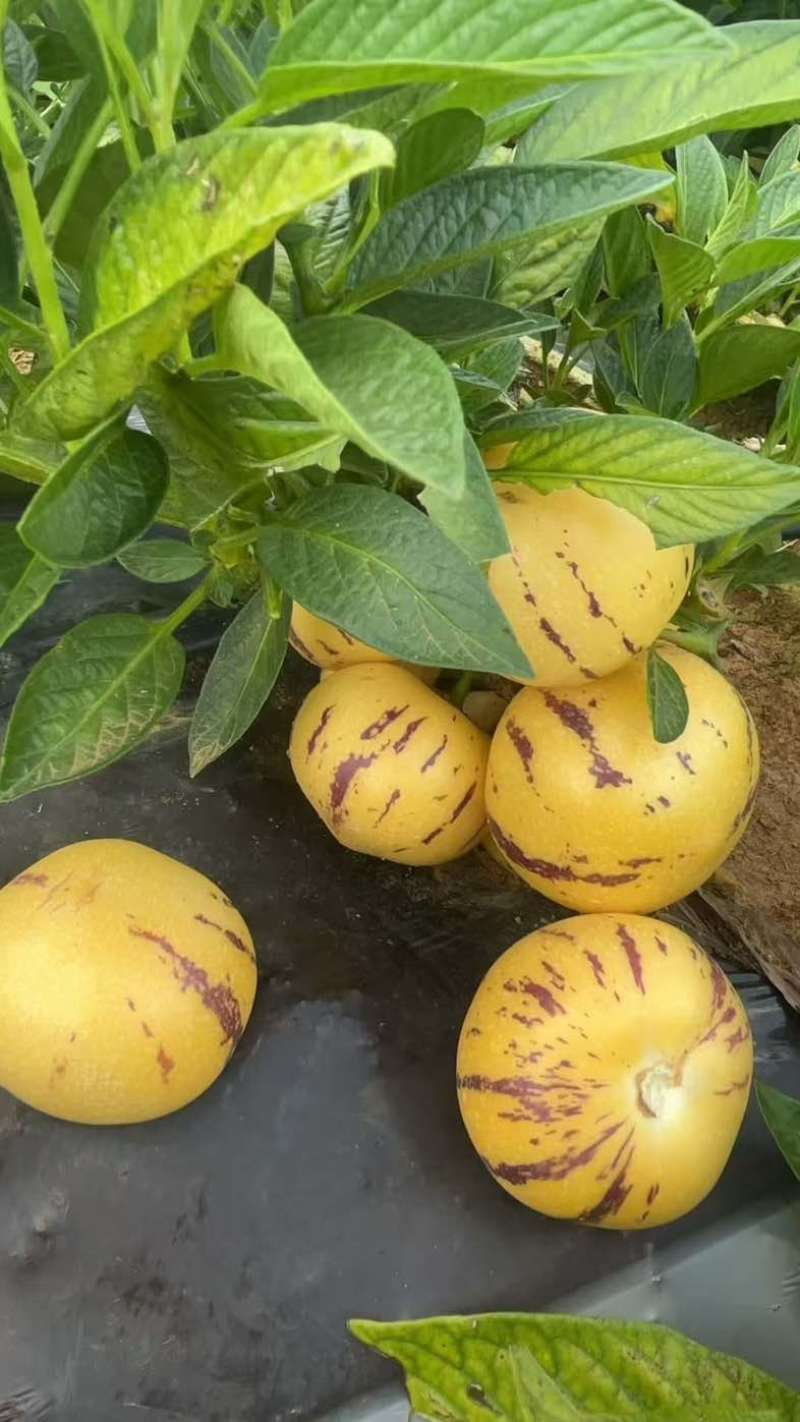 石林人参果