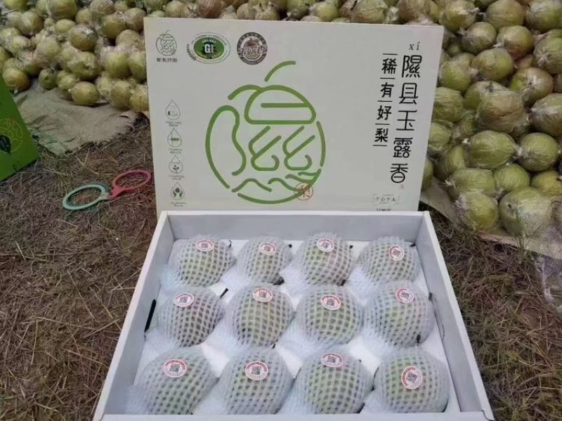 中国大美梨，隰县玉露香