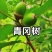 青岗树