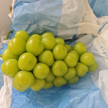 阳光玫瑰葡萄