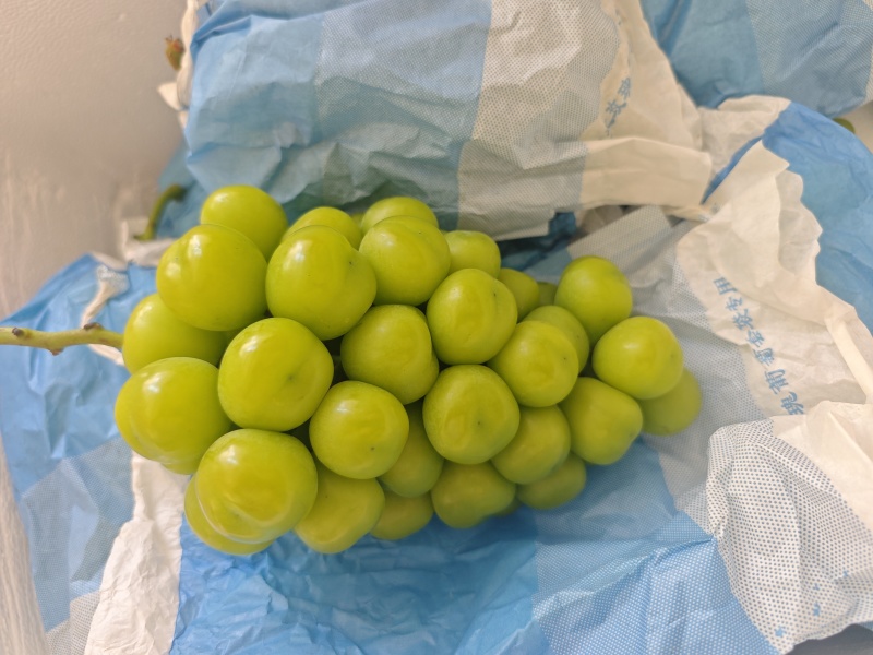 阳光玫瑰葡萄