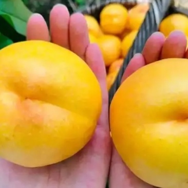 黄油桃