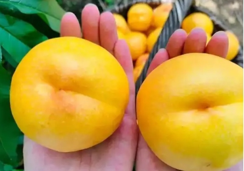 黄油桃