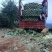 贵州包菜每年有上万吨出售