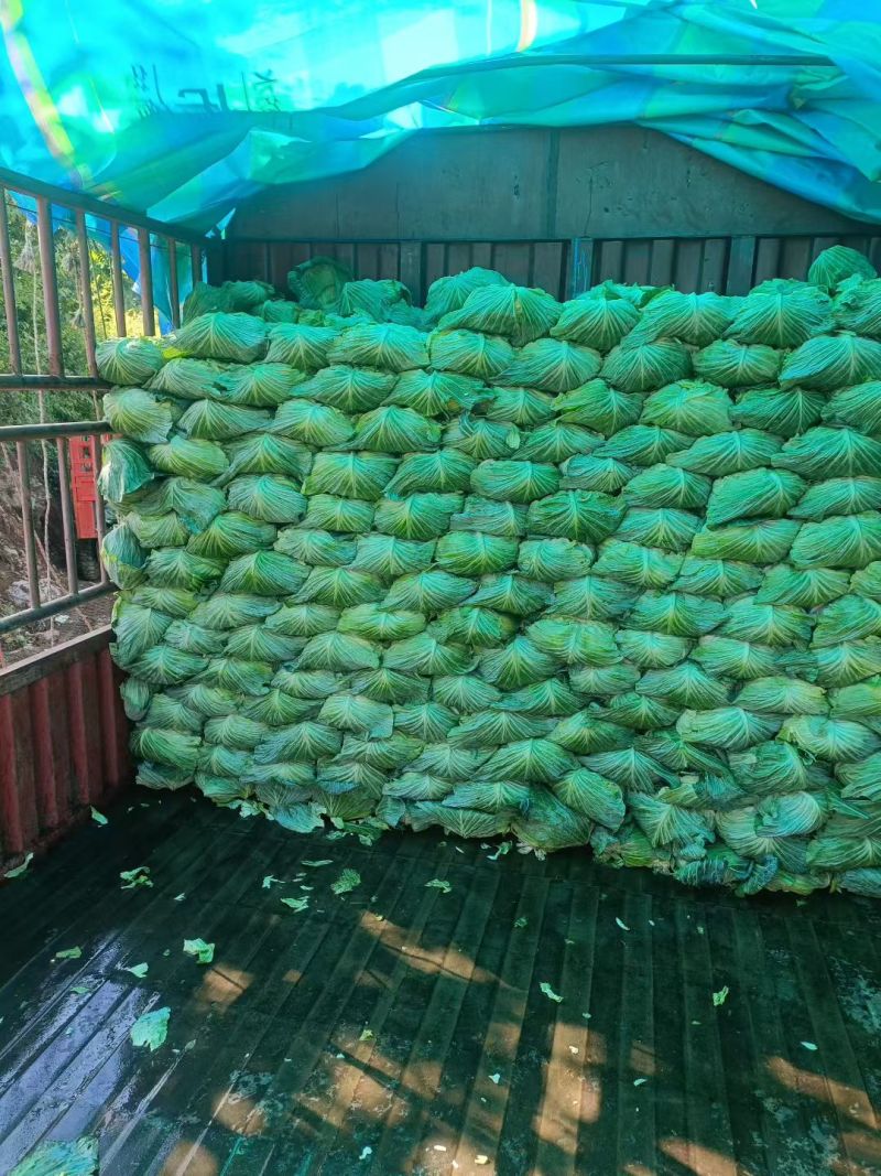 贵州包菜每年有上万吨出售