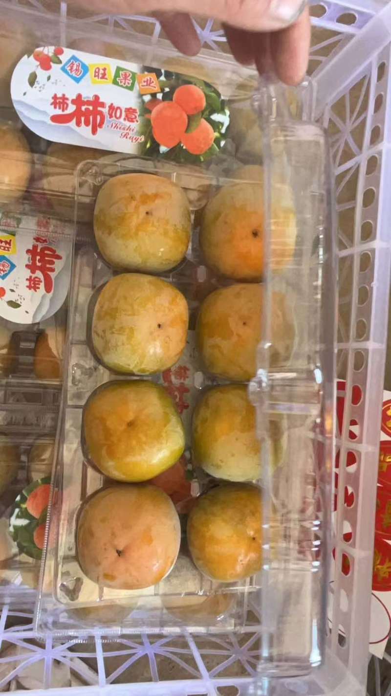 七月黄柿子大量供应