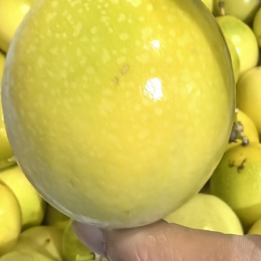 钦蜜九号百香果专注精品百香果