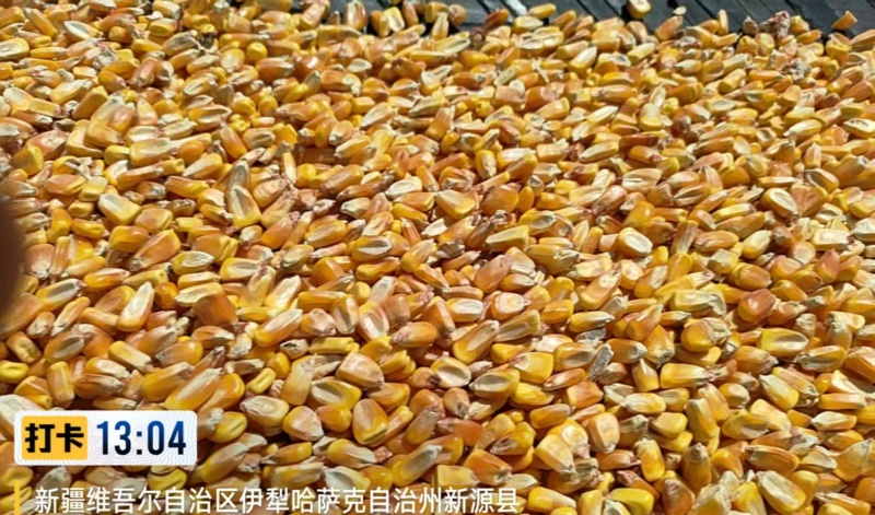 新疆国标一二级玉米品质上乘地产直供到厂到站均可发