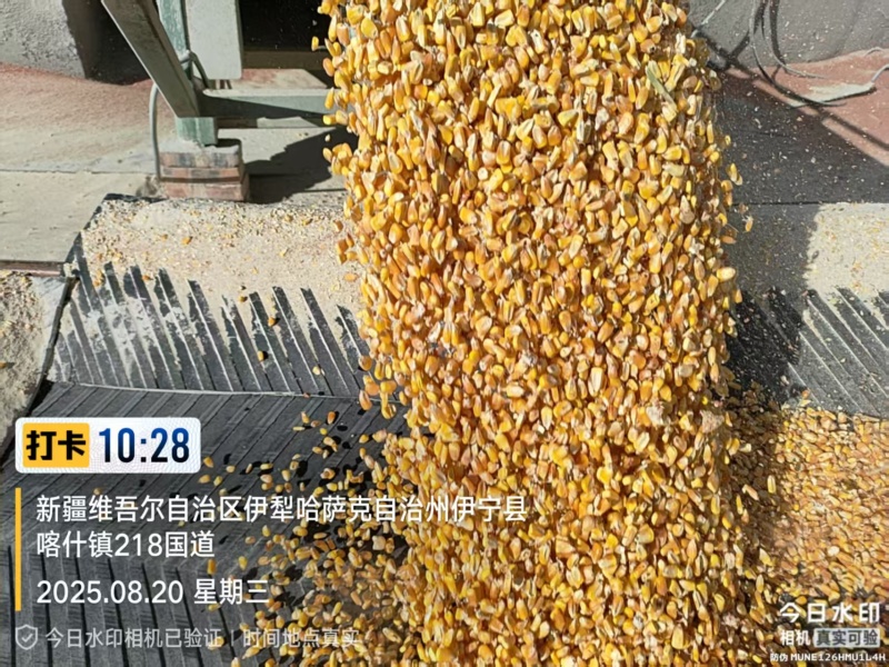新疆国标一二级玉米品质上乘地产直供到厂到站均可发