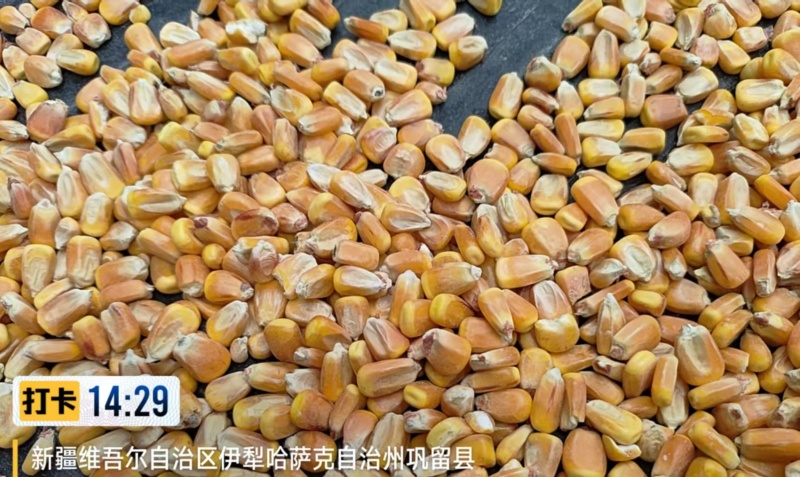 新疆国标一二级玉米品质上乘地产直供到厂到站均可发