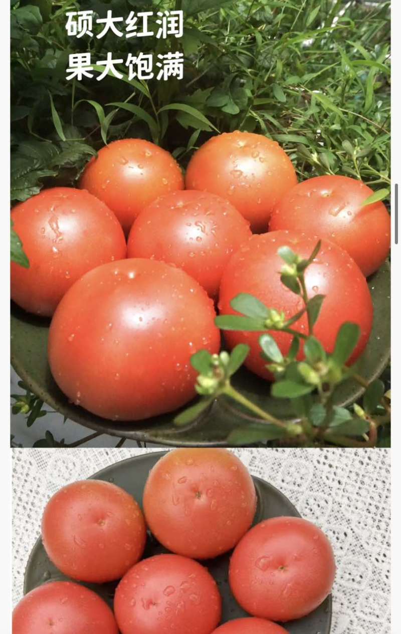 通过欧盟标准的内蒙古赤峰大庙番茄（大硬粉）