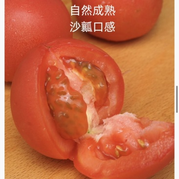 通过欧盟标准的内蒙古赤峰大庙番茄（大硬粉）