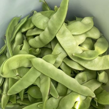 盖世豆角