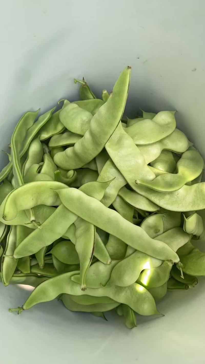 盖世豆角