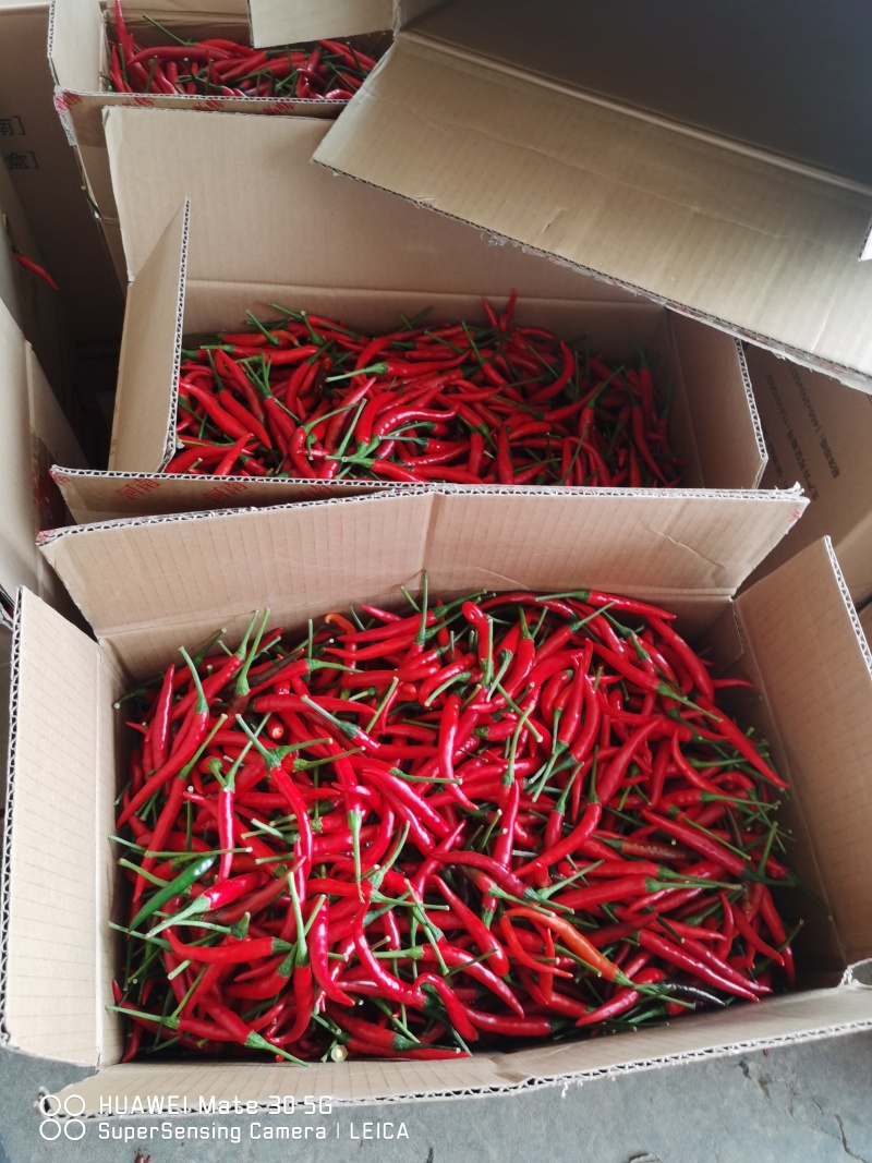 小米椒现货大量接单供应精品市场货电商货