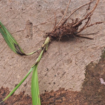 野生大叶仙茅