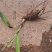 野生大叶仙茅