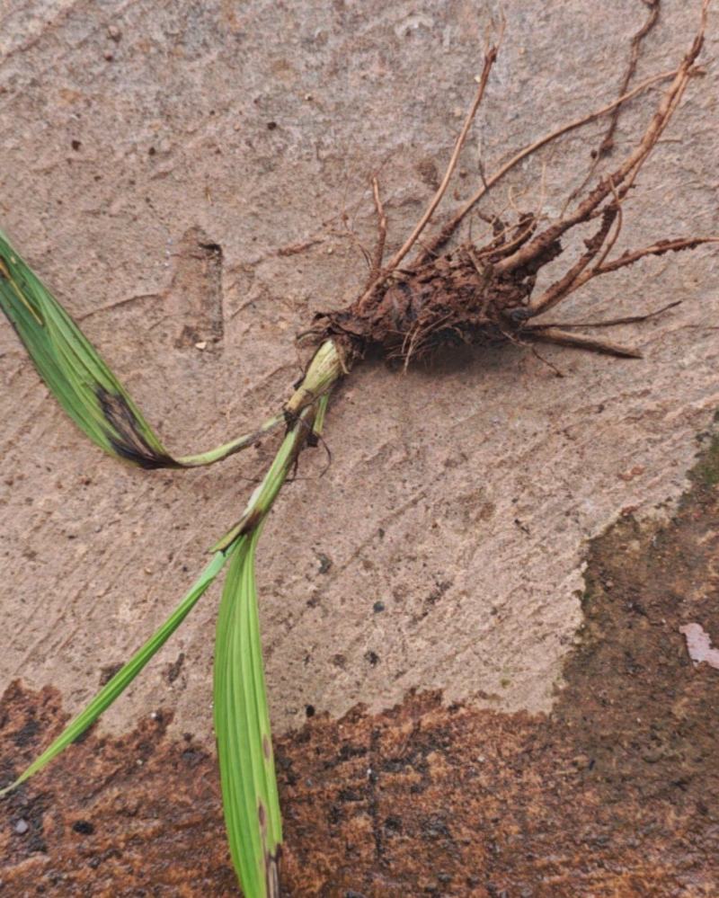 野生大叶仙茅