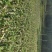 贵州田土种植毛冬瓜