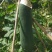 贵州田土种植毛冬瓜