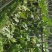 贵州田土种植毛冬瓜