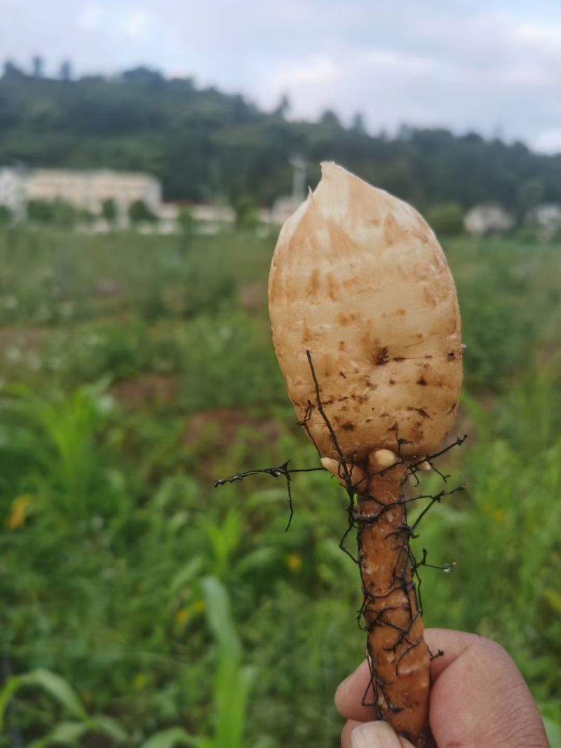 正宗乌天麻，天麻素含量高，现挖现卖！