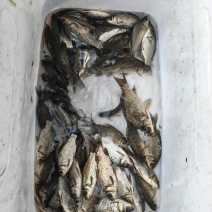 鲫鱼批发