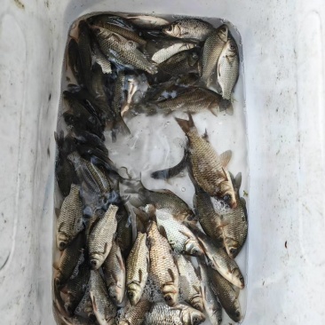 鲫鱼批发