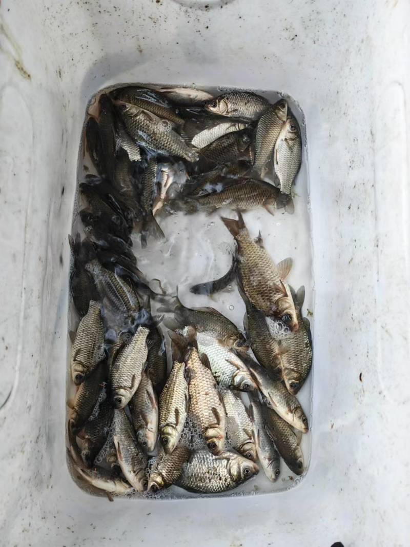 鲫鱼批发