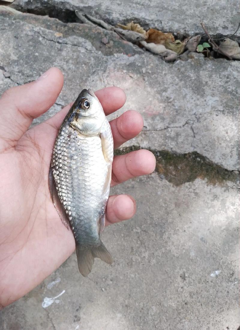 鲫鱼批发