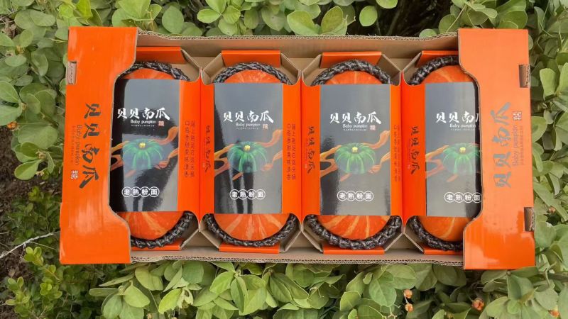 精品贝贝南瓜国内销售及出口