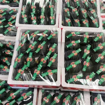 精品贝贝南瓜国内销售及出口