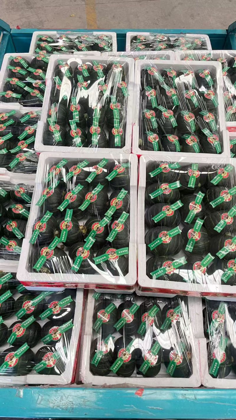 精品贝贝南瓜国内销售及出口