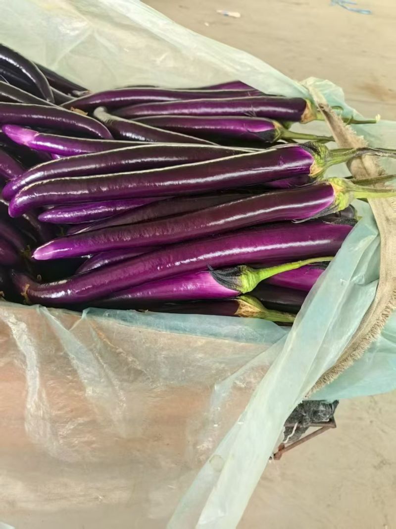 本地新蔓线茄大量上市量大从优