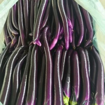 本地新蔓线茄大量上市量大从优