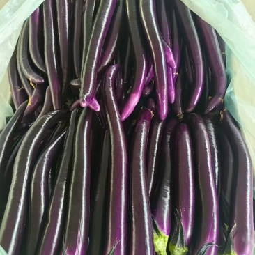 本地新蔓线茄大量上市量大从优