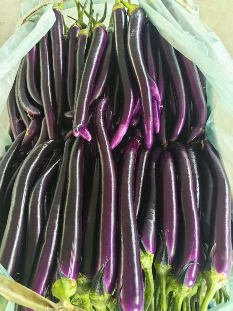 本地新蔓线茄大量上市量大从优