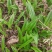 毛慈菇果夹，毛慈菇苗