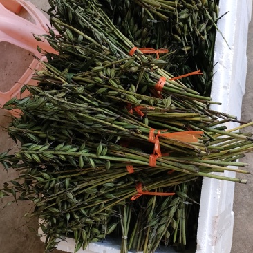 毛慈菇果夹，毛慈菇苗