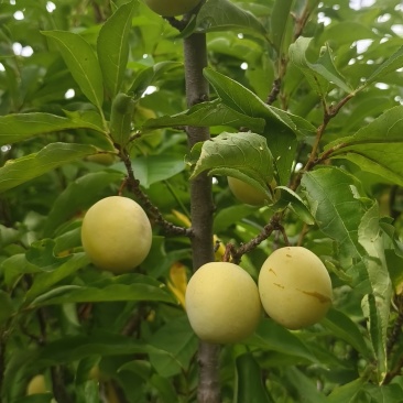黄李子