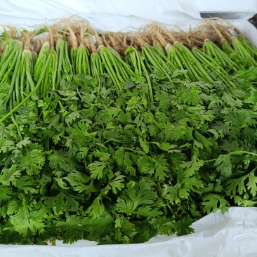 寿光本地香菜精品香菜量大从优