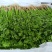 寿光本地香菜精品香菜量大从优