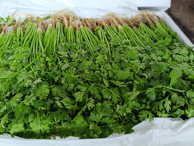 寿光本地香菜精品香菜量大从优