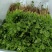 寿光本地香菜精品香菜量大从优