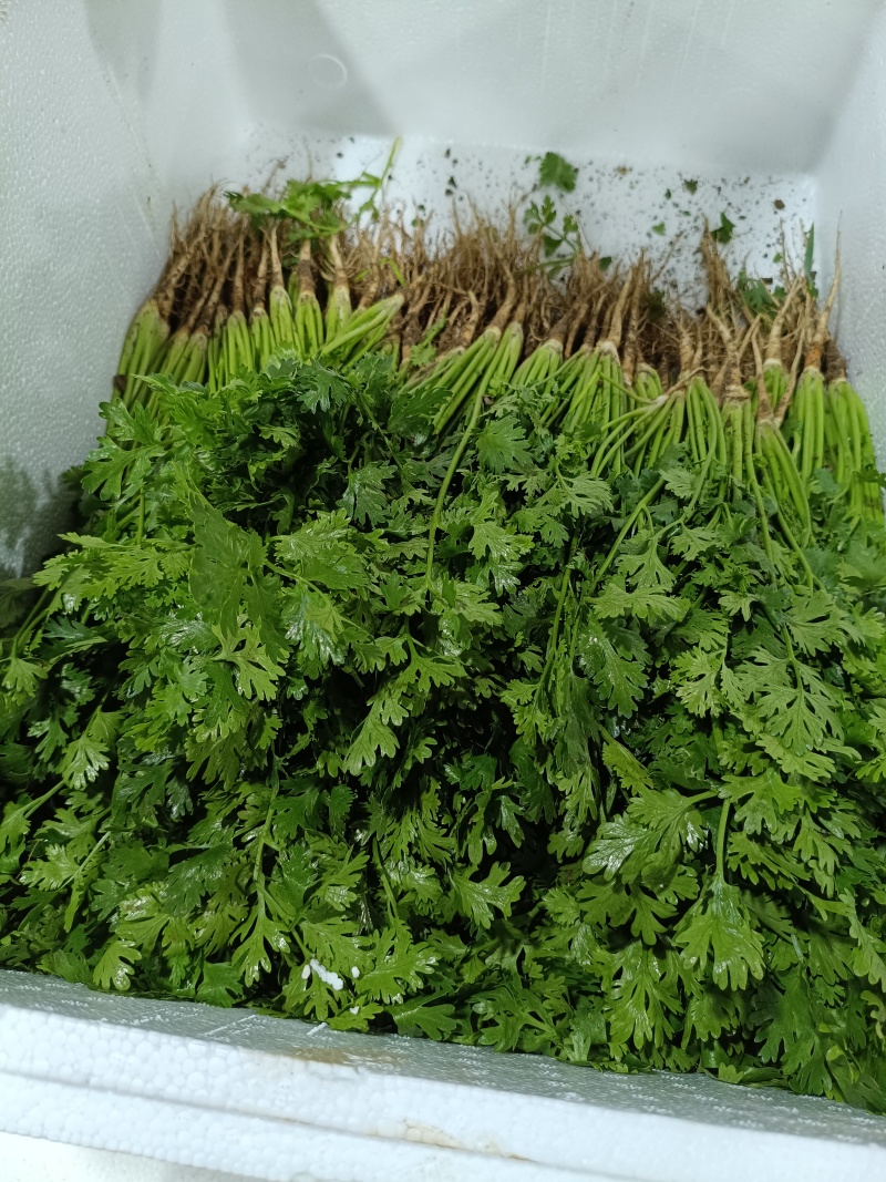 寿光本地香菜精品香菜量大从优