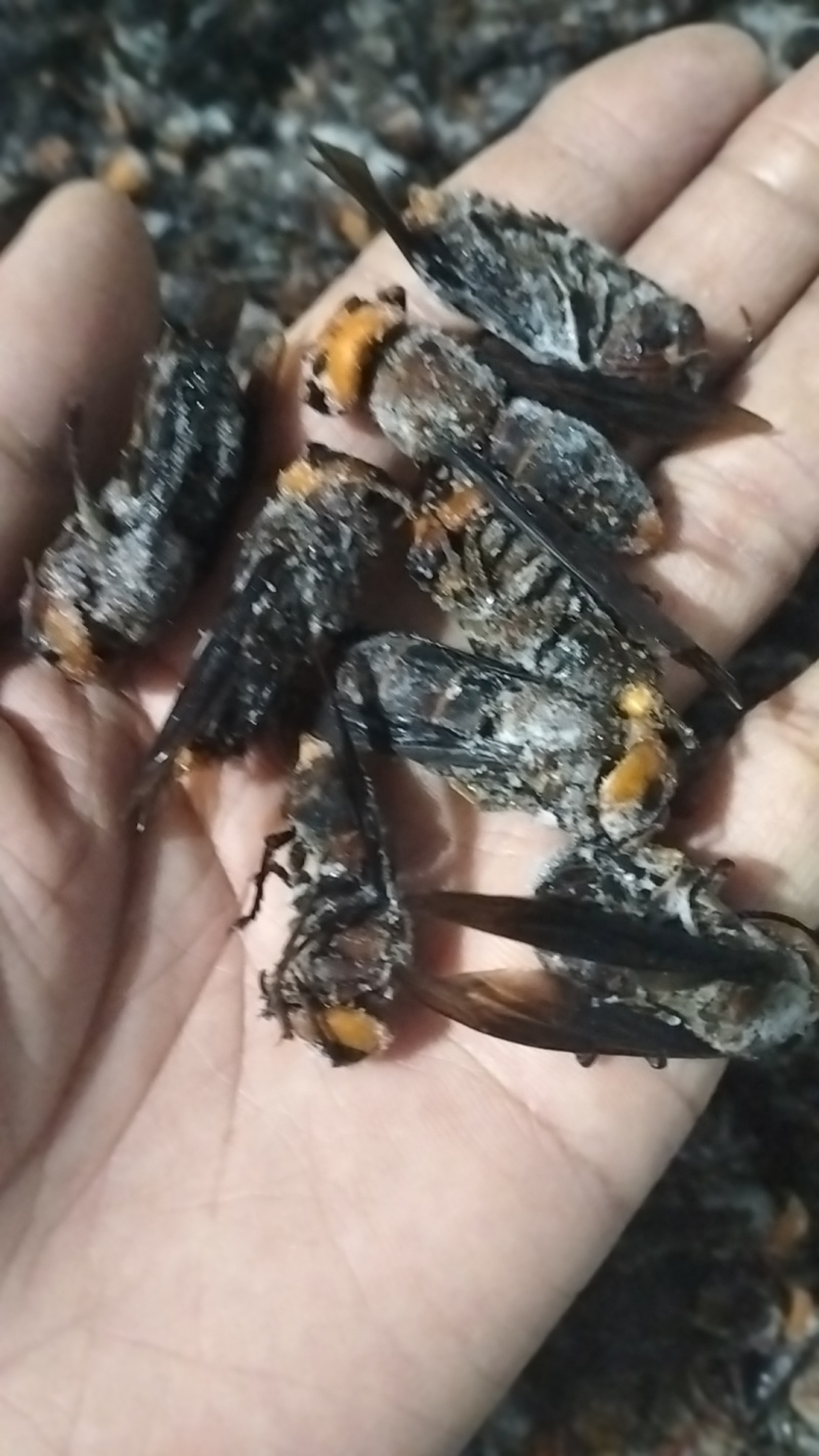 金环蜂，虎头蜂，红娘