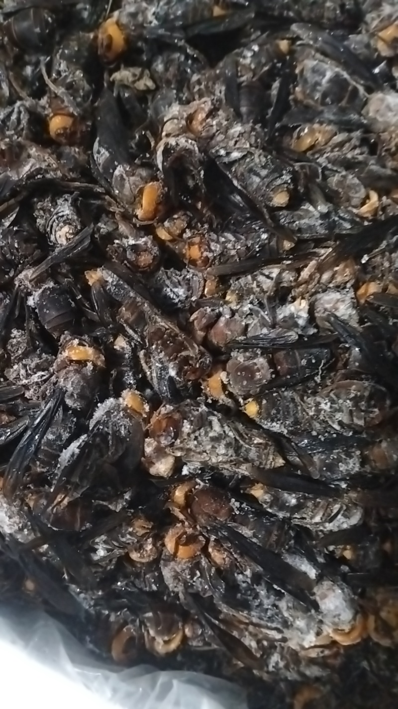 金环蜂，虎头蜂，红娘