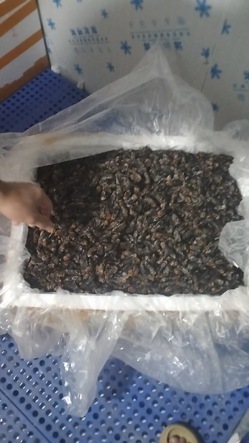 金环蜂，虎头蜂，红娘