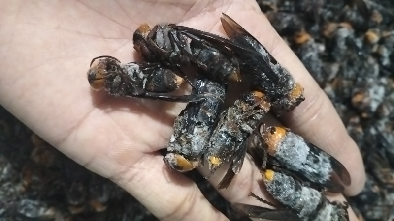 金环蜂，虎头蜂，红娘